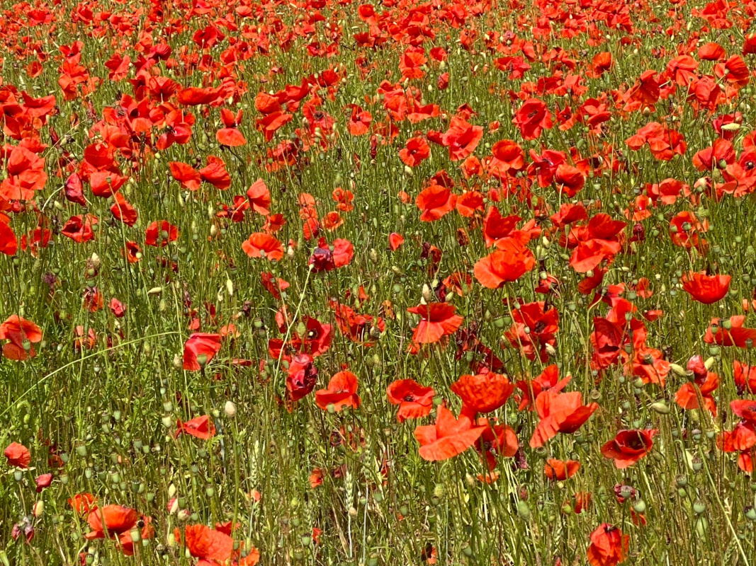 Willkommen bei Camping36, den Mohnfelds Willkommen bei Camping36, den Mohnfelds